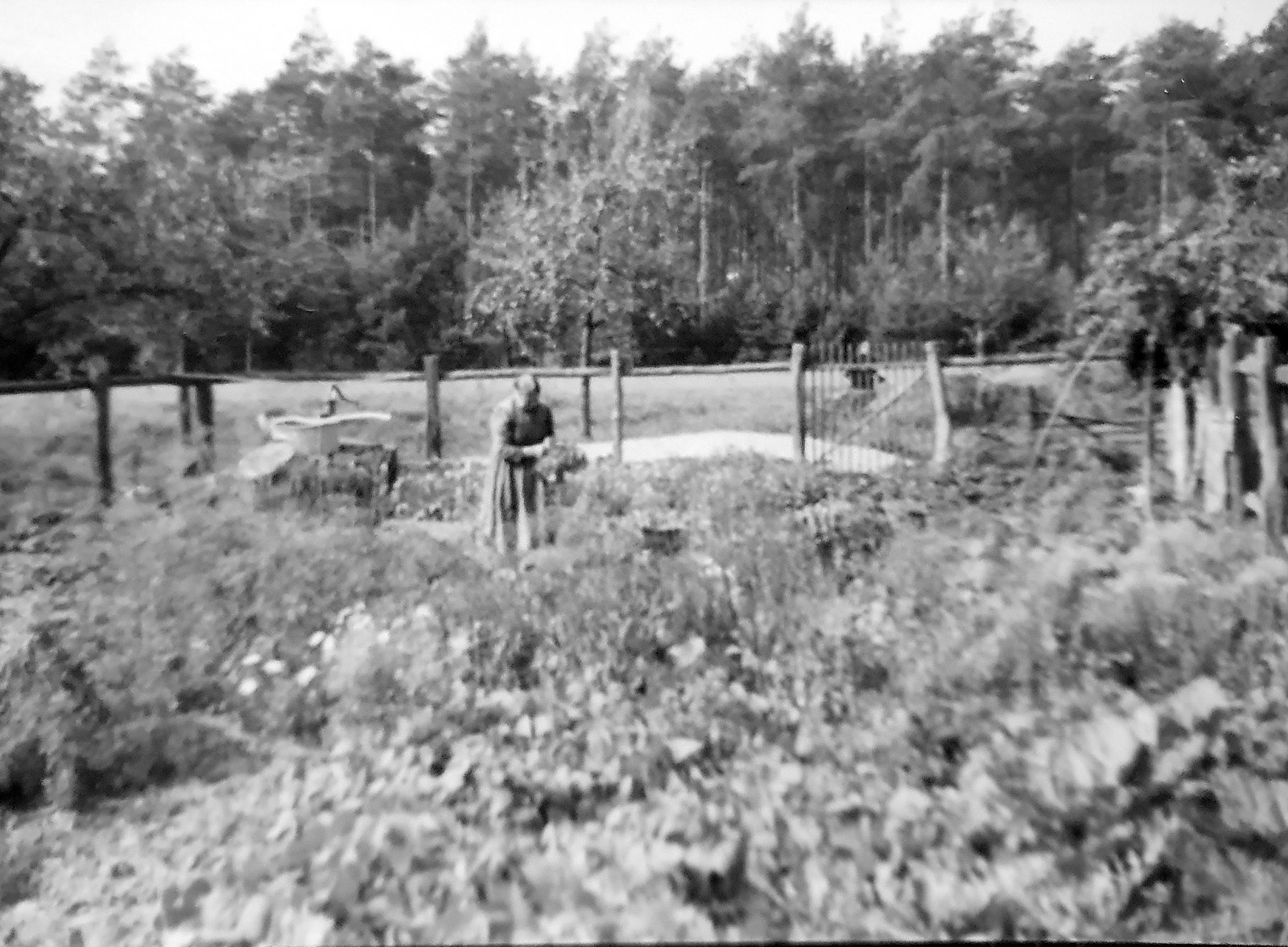 Historische Aufnahme: Bauerngarten am Hof Jera in Drachhausen mit Waldrand