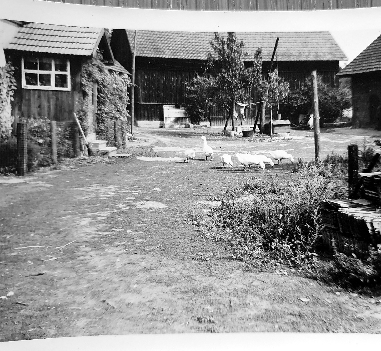 Historische Aufnahme: Hof Jera früher – Bauernhof mit Gänsen im Hof