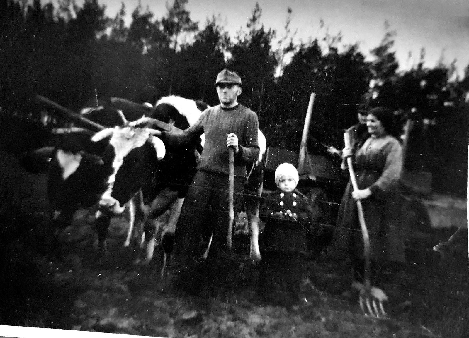 Historische Aufnahme Friedrich Lehmann mit Familie: Hof Jera mit Ochsen bei der Kartoffelernte