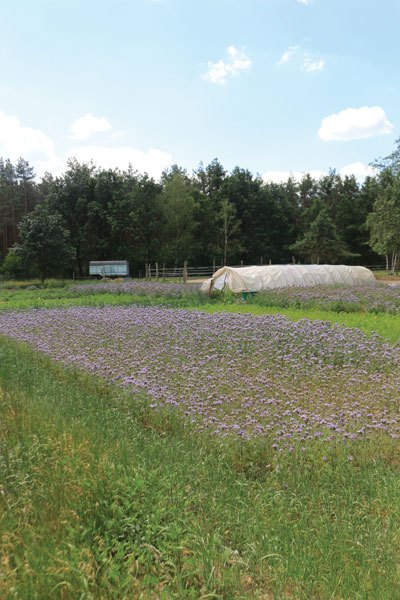 Blühendes Feld mit Folientunnel auf Hof Jera