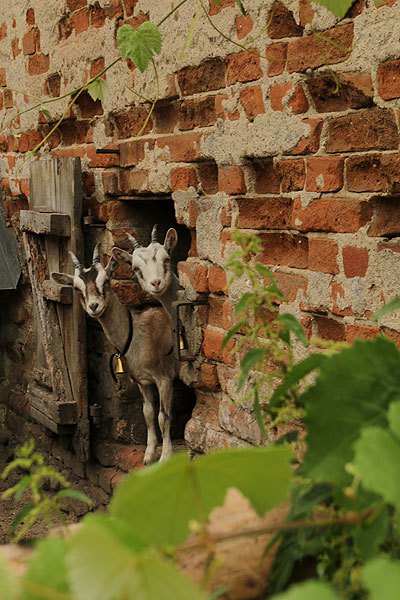 Ziegen an der alten Hofmauer von Hof Jera