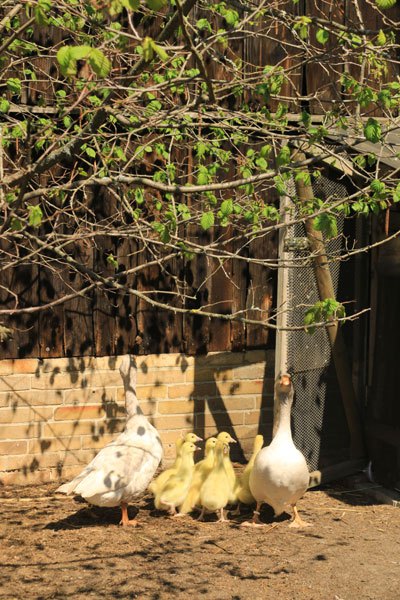 Enten und Gänseküken auf Hof Jera