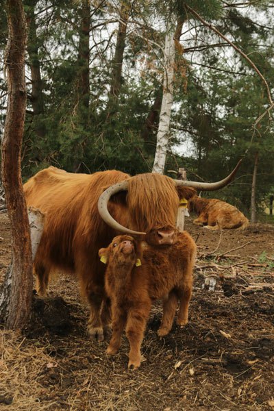 Highland-Rinder mit Kalb auf der Weide des Archehofs